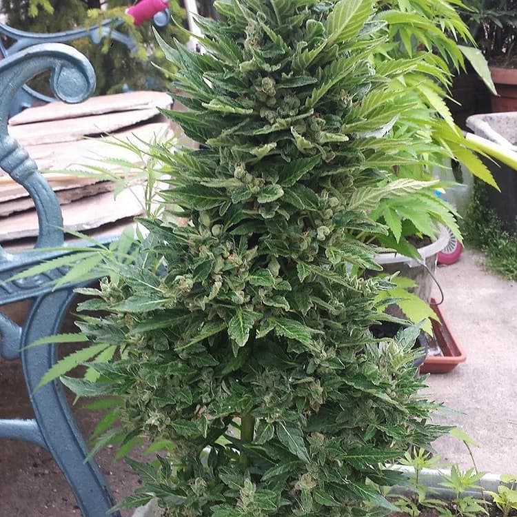 Juicy Fruit Seeds