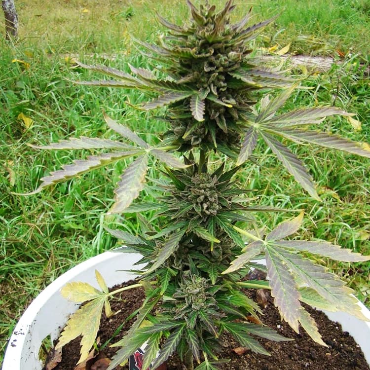 Kali Mist Seeds