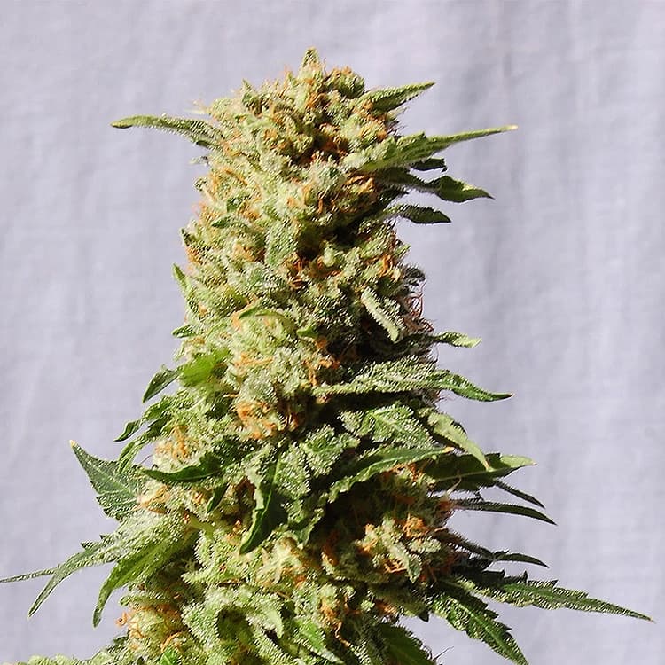 Kosher Kush Seeds