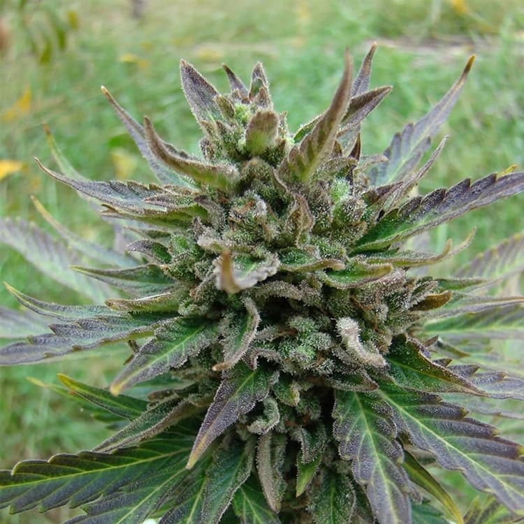 Lamb’s Bread (aka Lamb’s Breath) Seeds