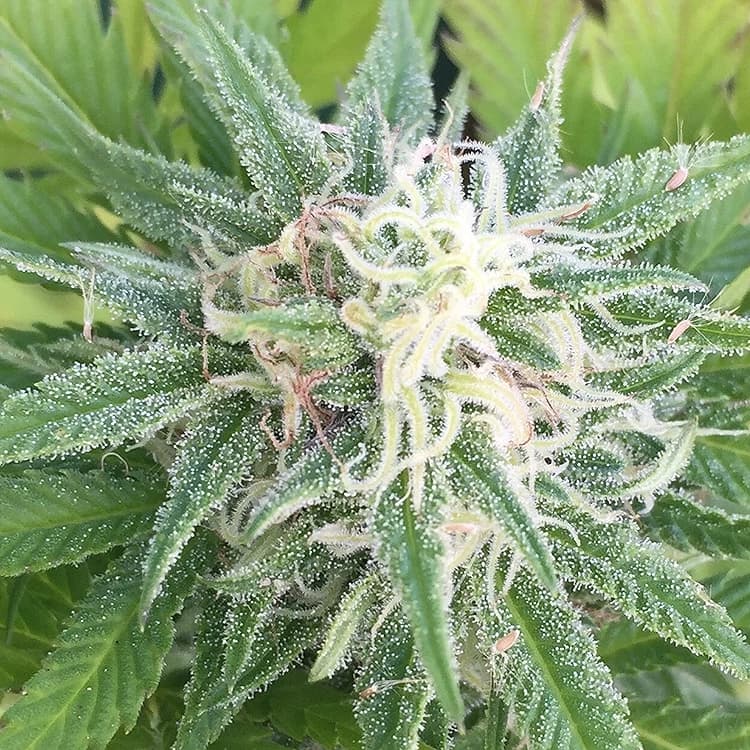 Larry OG Seeds