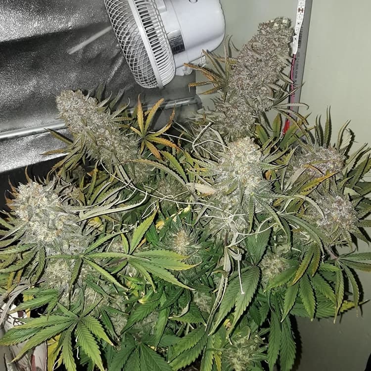 Laughing Buddha Seeds
