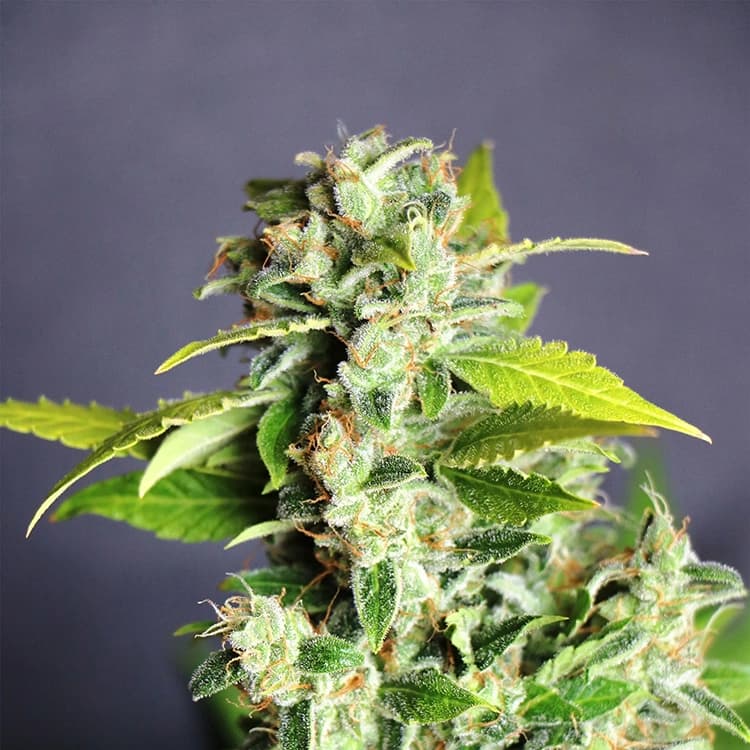 Lavender Auto Seeds