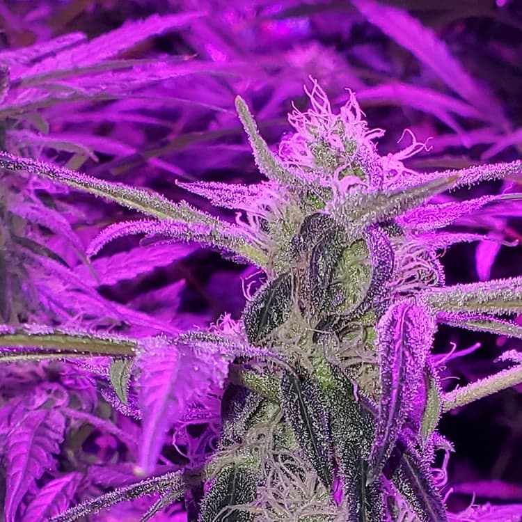 Lavender Seeds