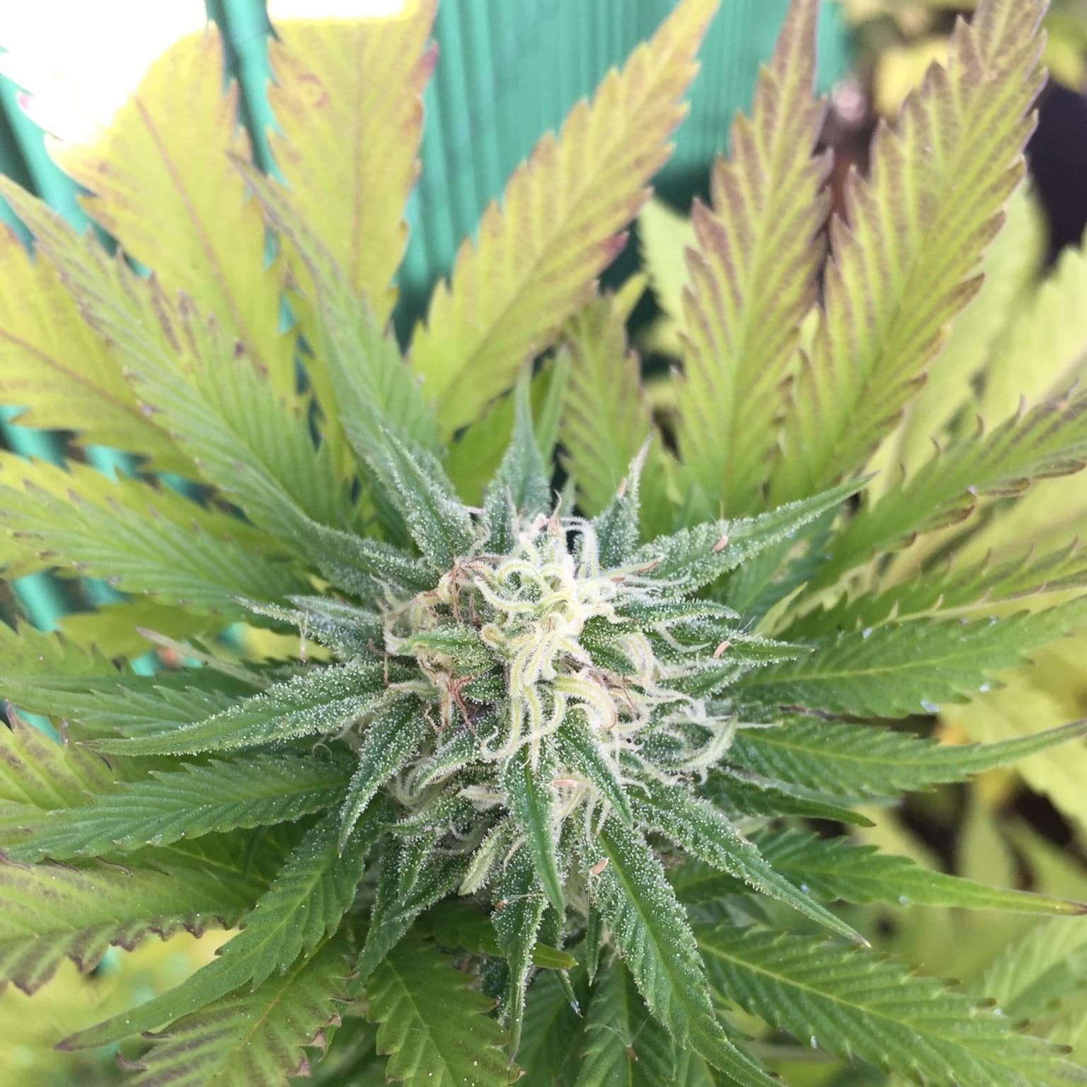 Lodi Dodi Seeds