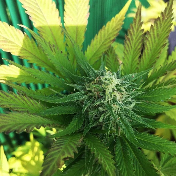 Mango Kush Seeds