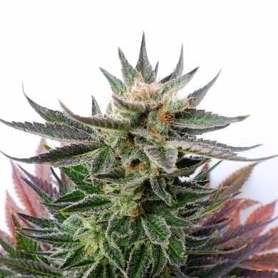 Master Kush Seeds