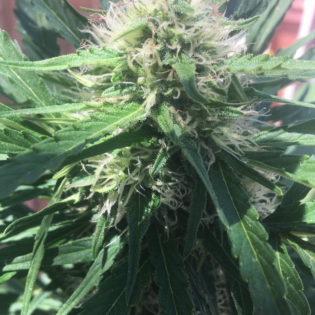 Maui Wowie Seeds