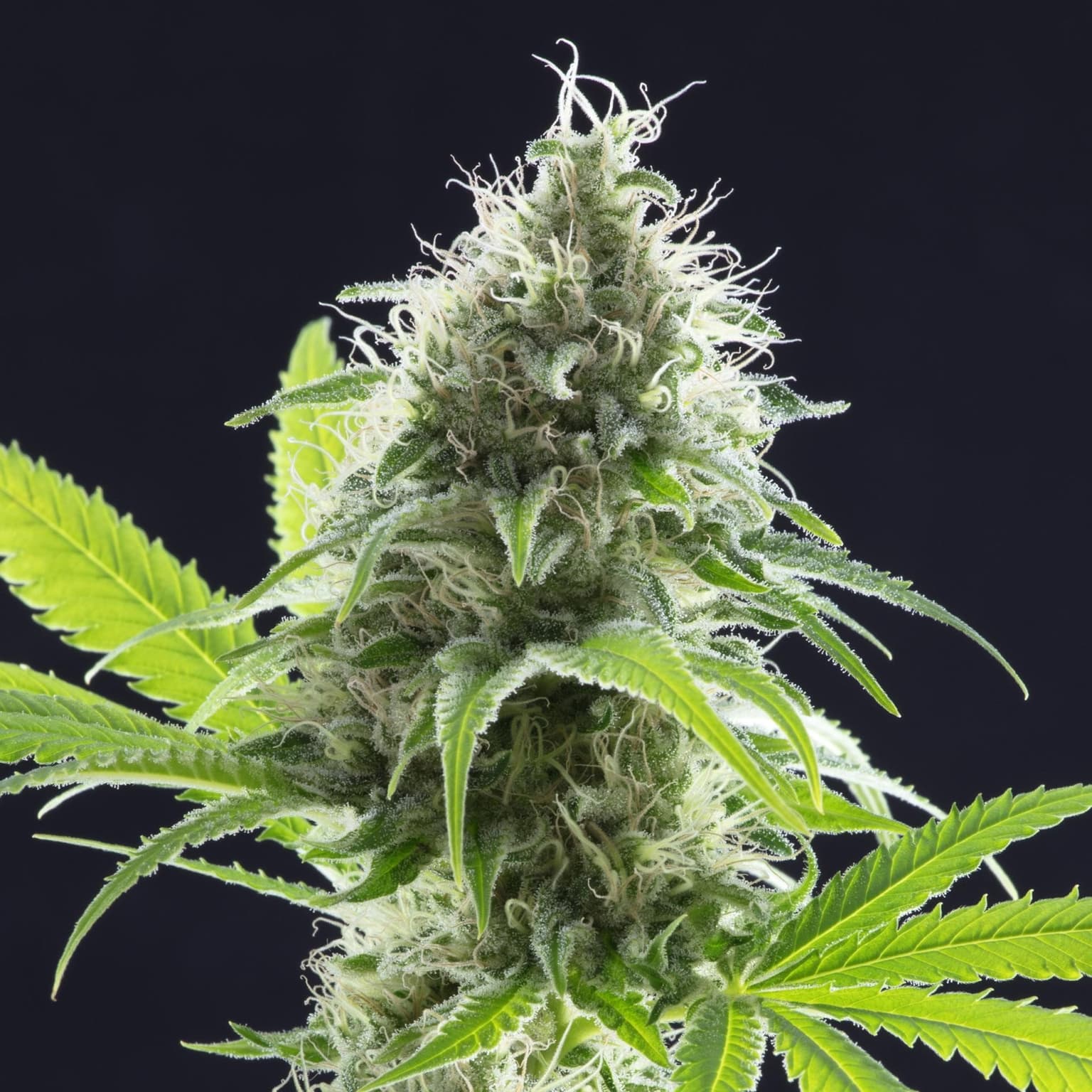 Mendocino Purps Seeds