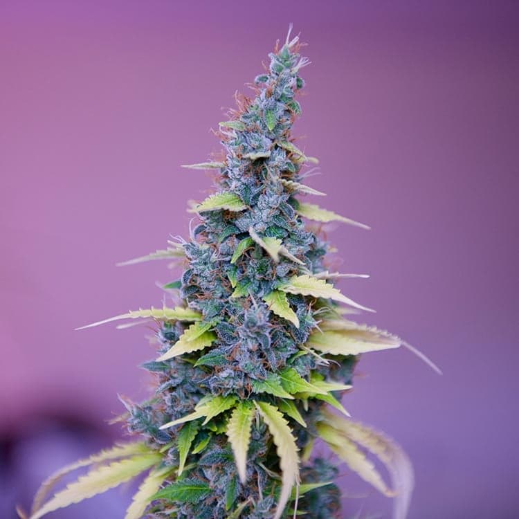Neville’s Haze Seeds