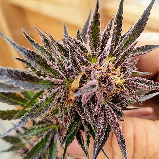 Obama Kush Seeds