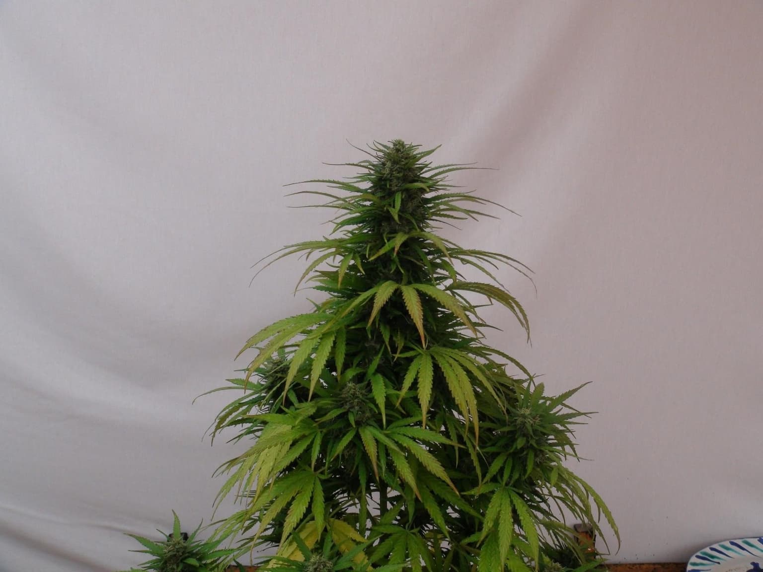 OG Kush Seeds