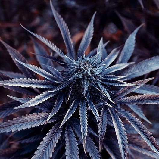 Purple Urkle Seeds