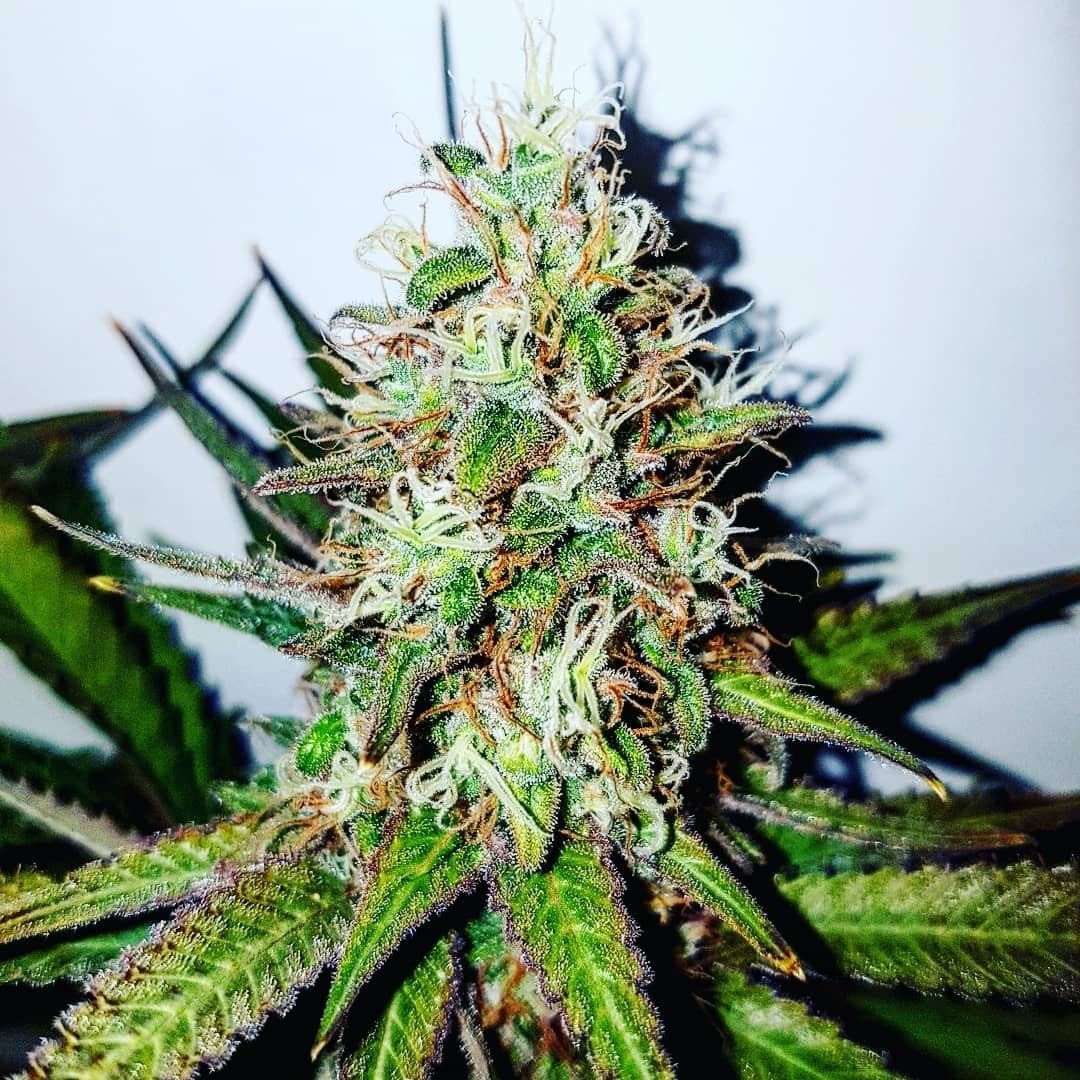 UK Cheese Seeds