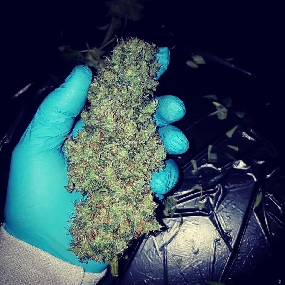 White Fire OG Seeds