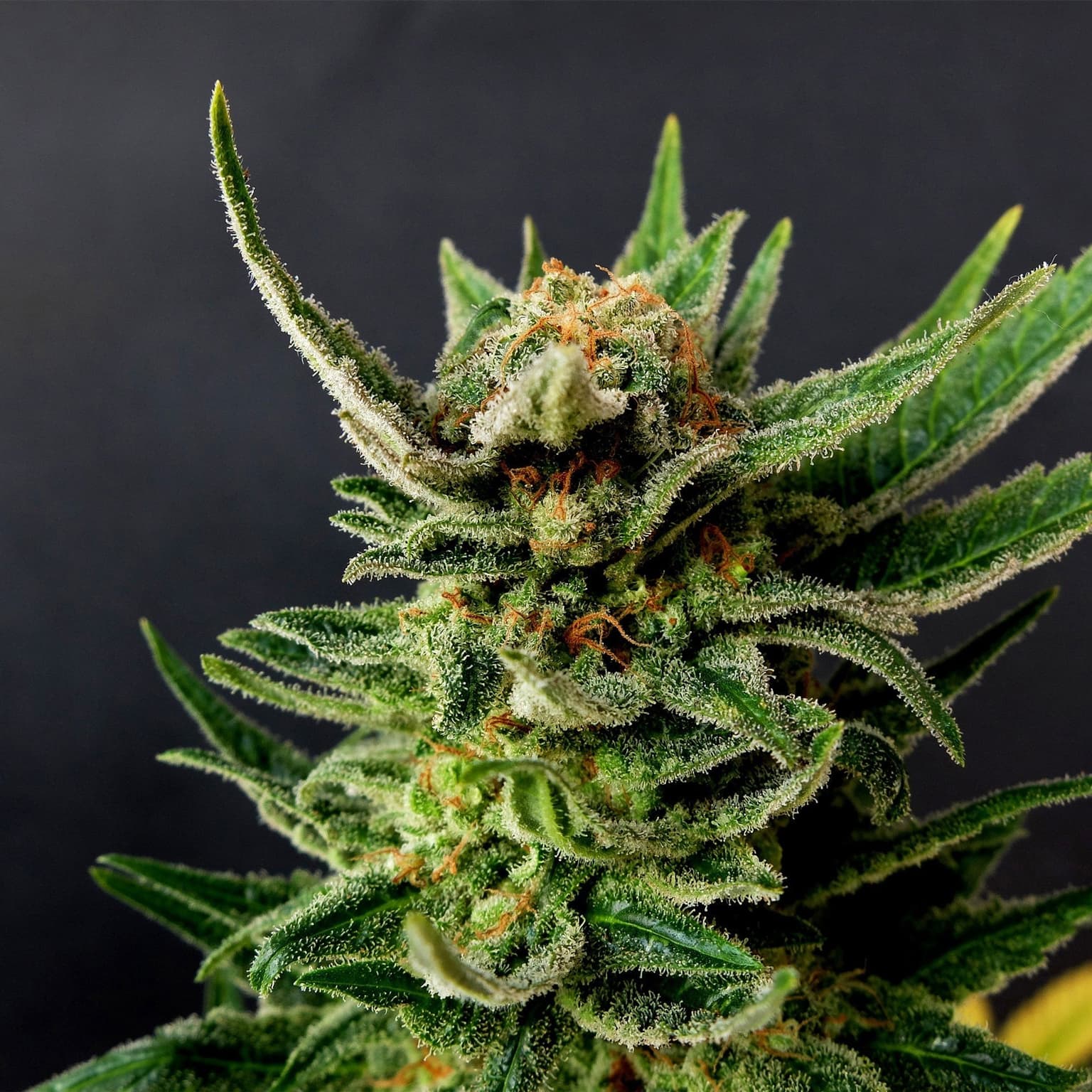White Widow Seeds