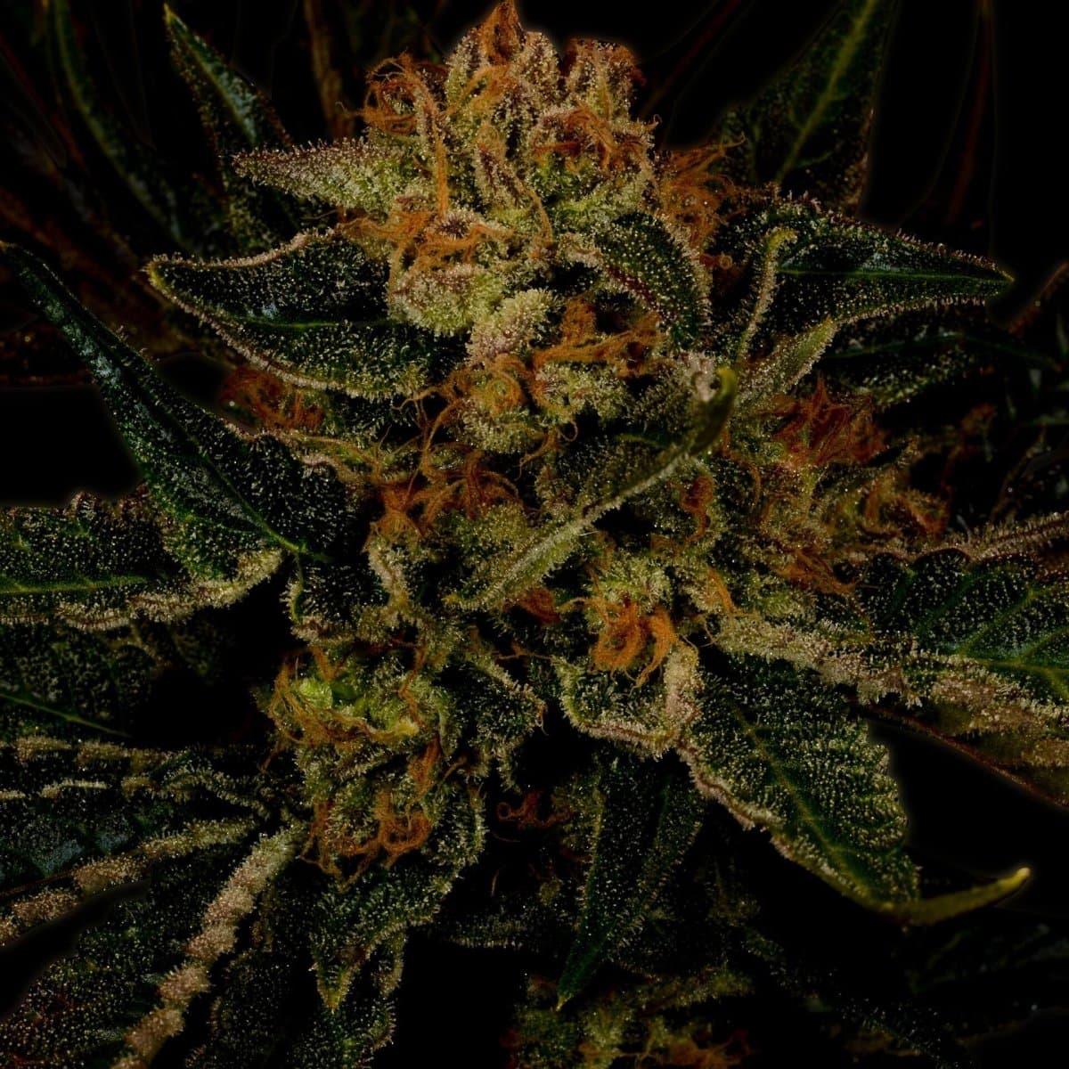 24K Gold Seeds