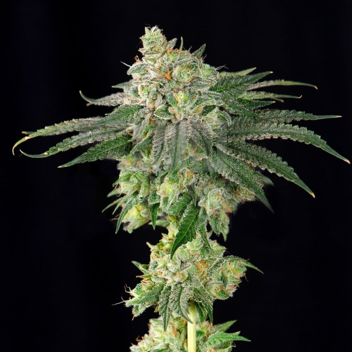 3 Kings Seeds