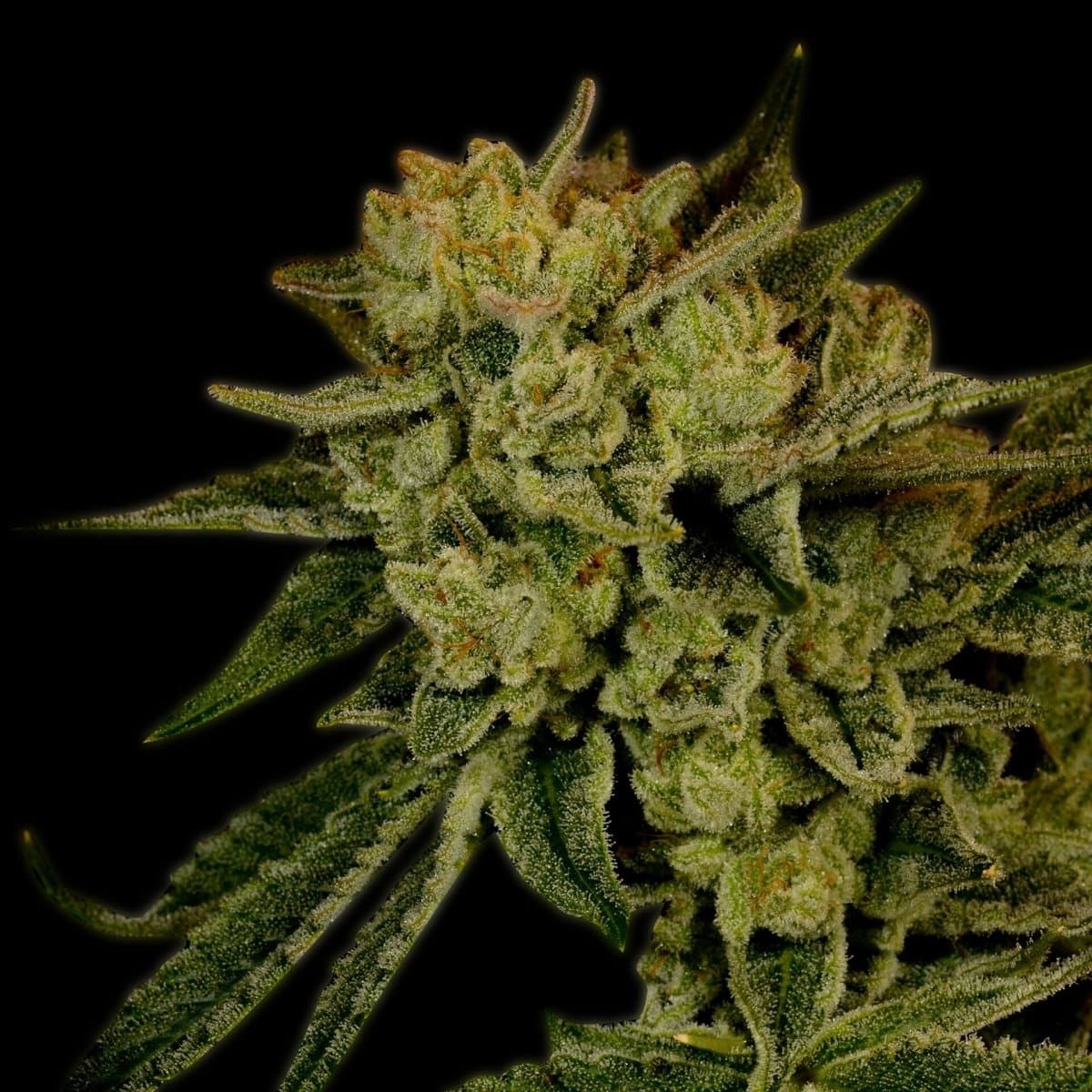 Acapulco Gold Seeds