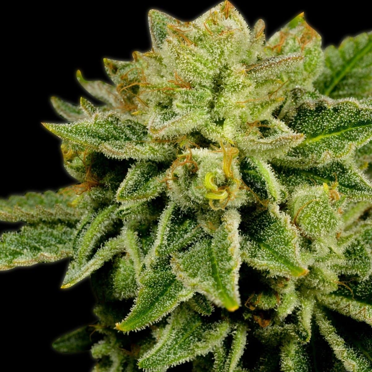Afghan Kush Seeds