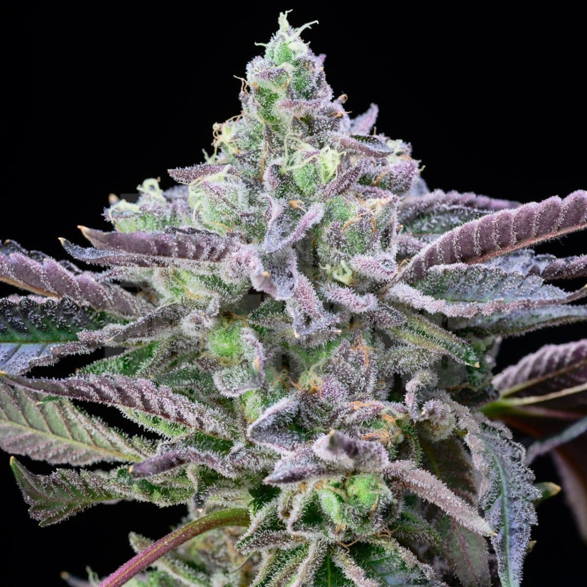 Alien Cookies Seeds