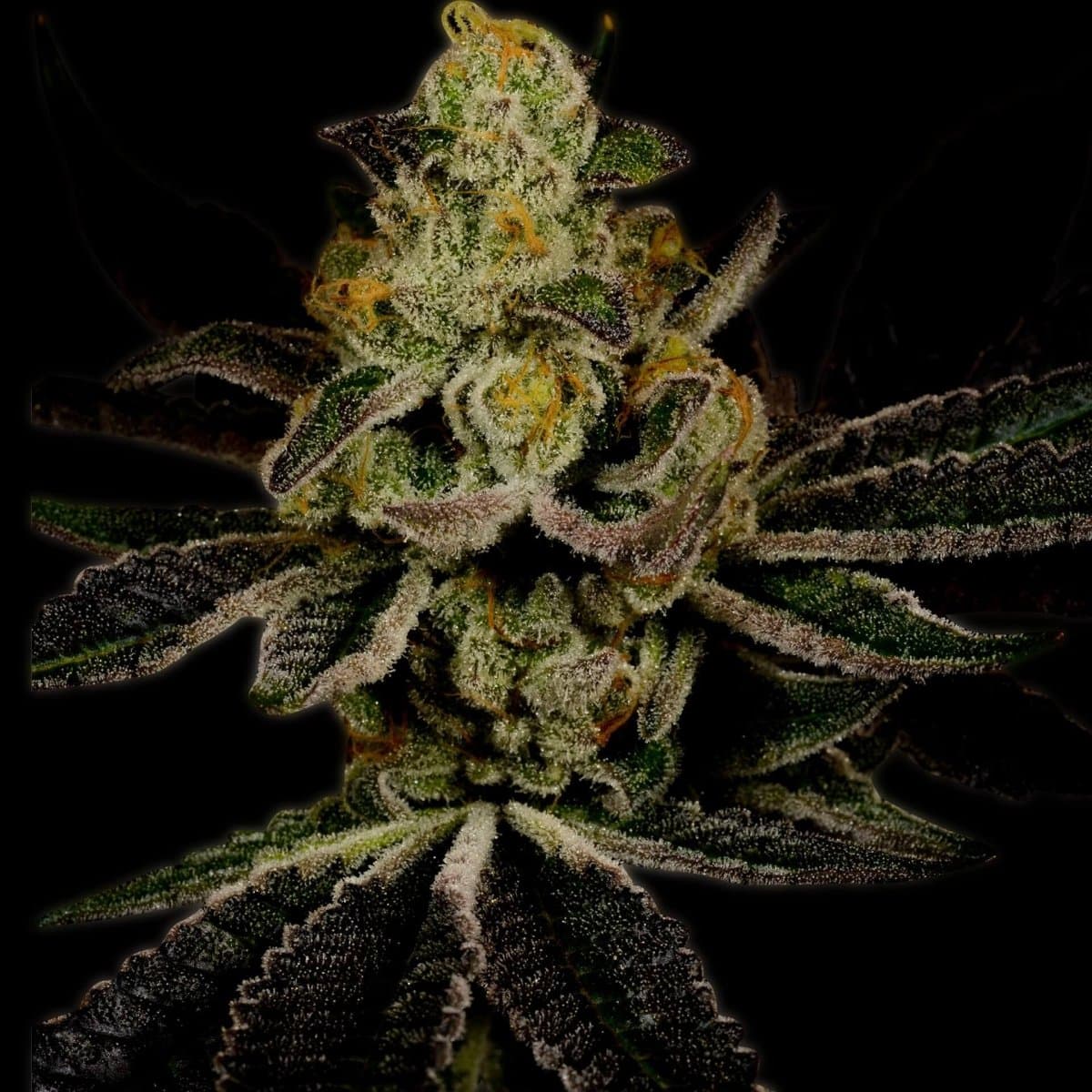 Amnesia Haze Autoflower Seeds