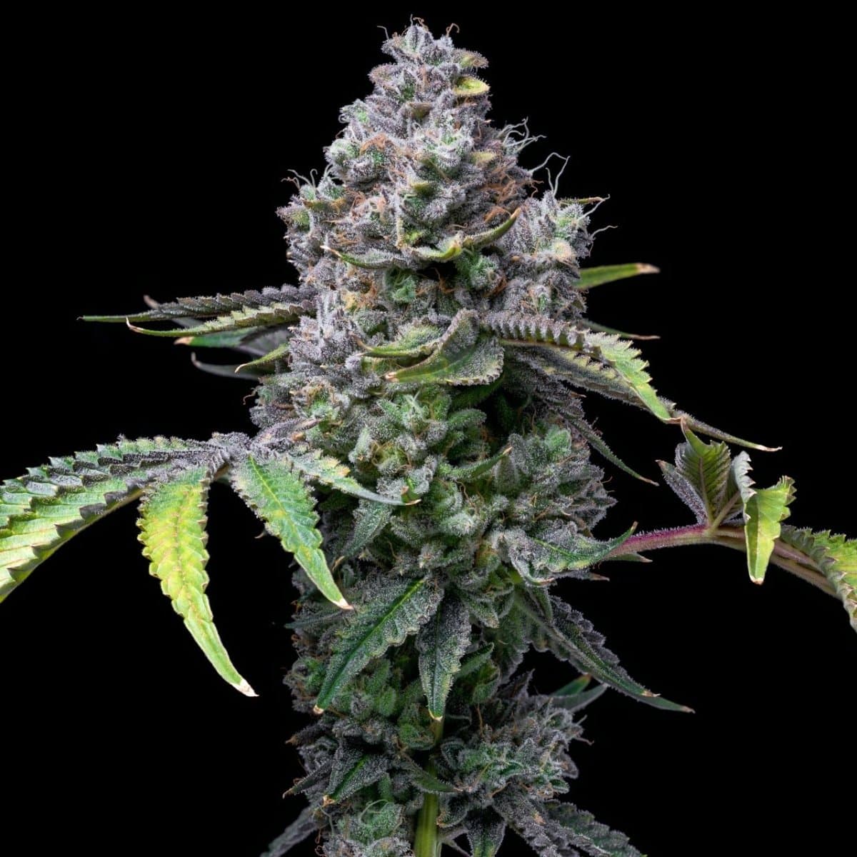 Apple Fritter Seeds