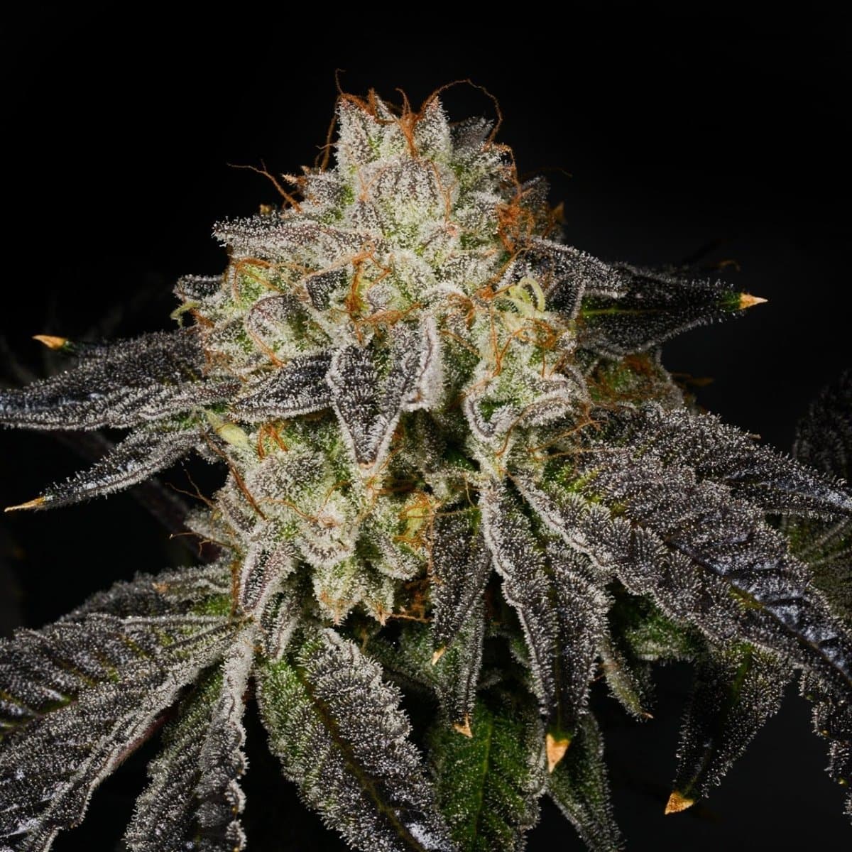 Bacio Gelato Seeds