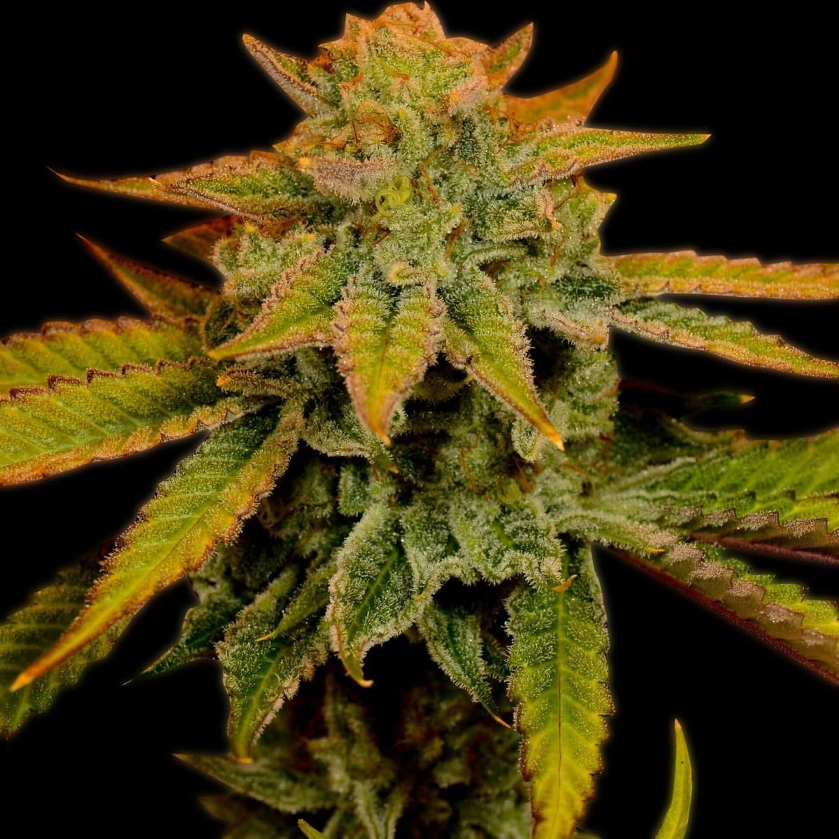 Banana Kush Seeds