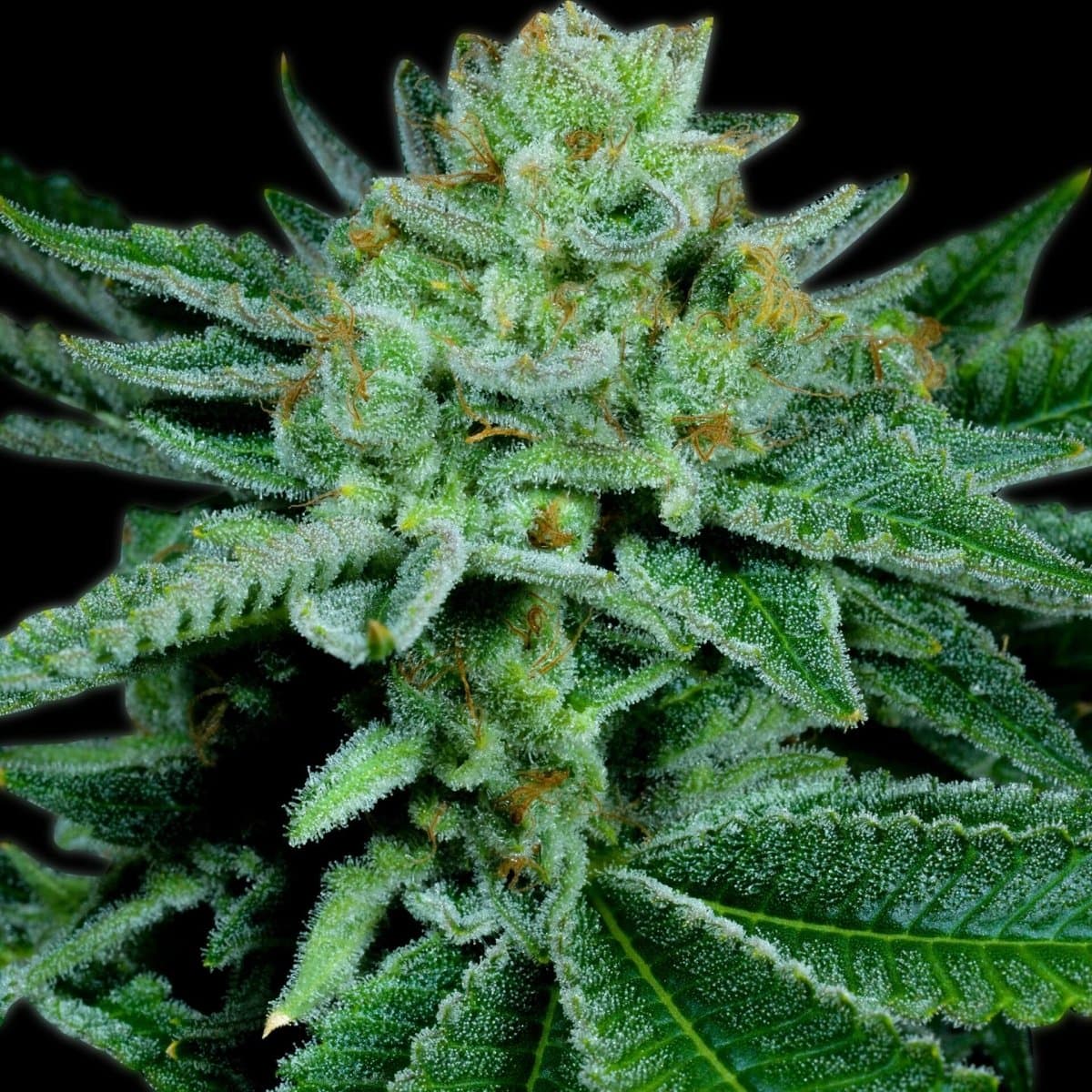 Banana OG Seeds