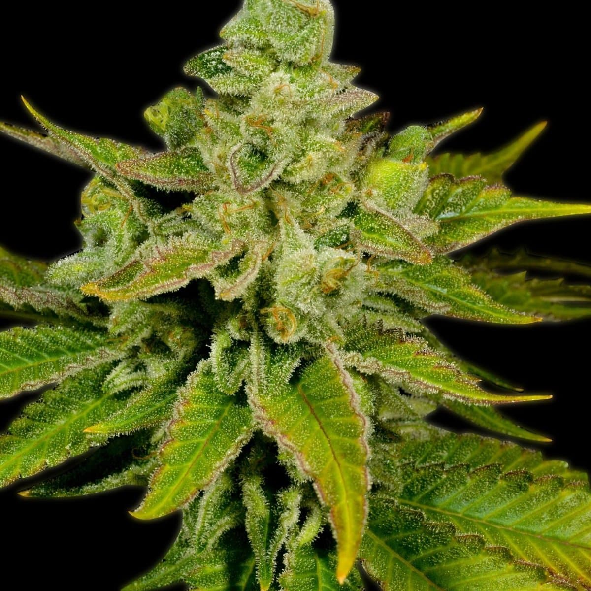 Banana Punch Seeds