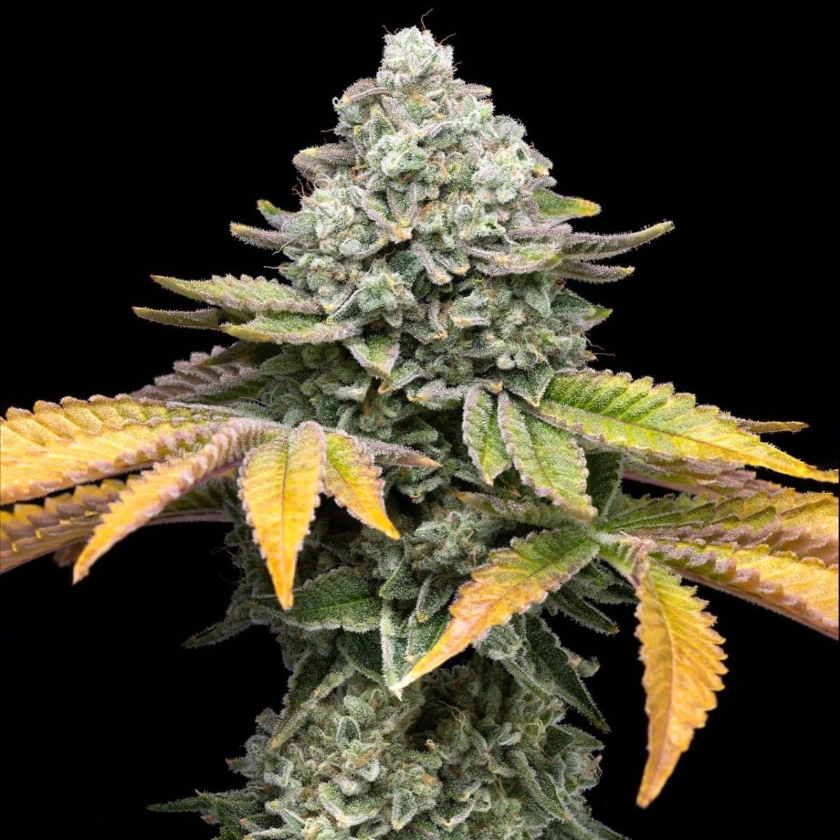 Banana Runtz Seeds