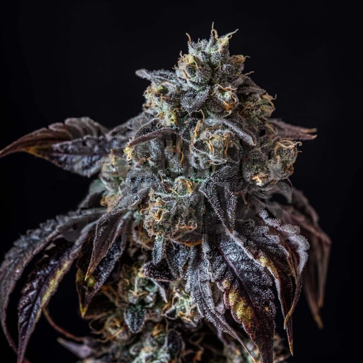 Berry White Seeds