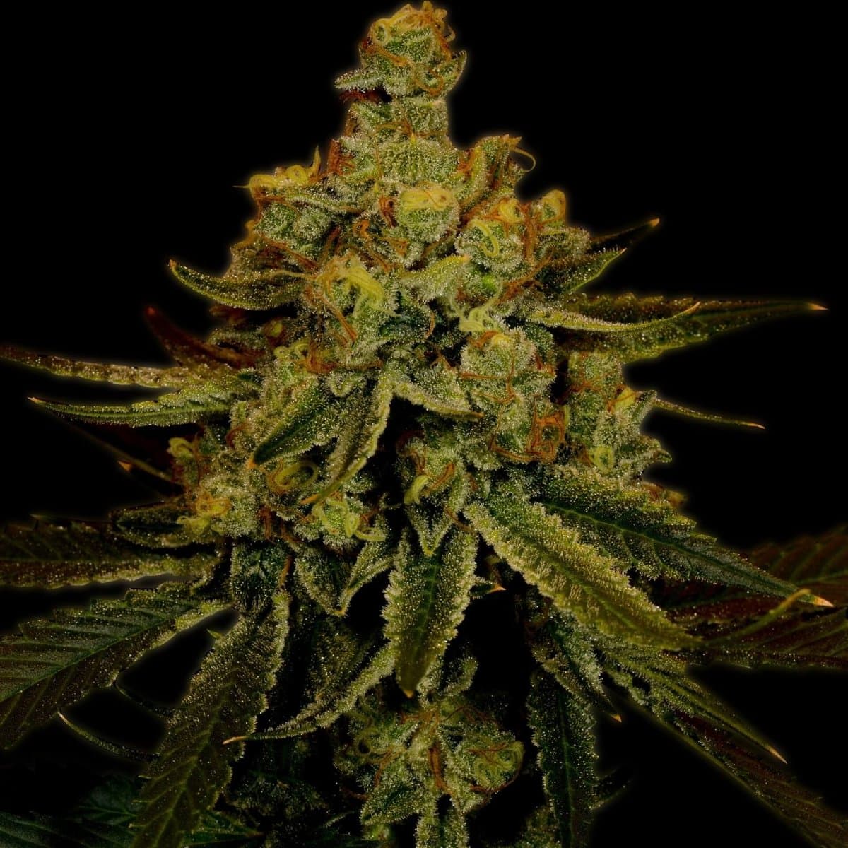 Big Bud Seeds