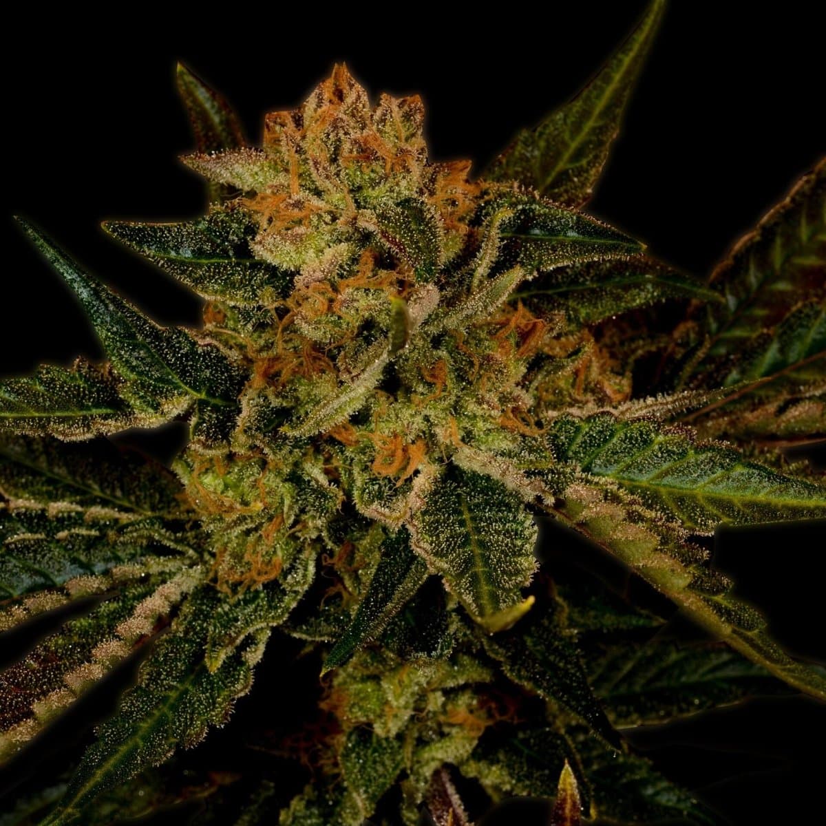 Black Jack Seeds