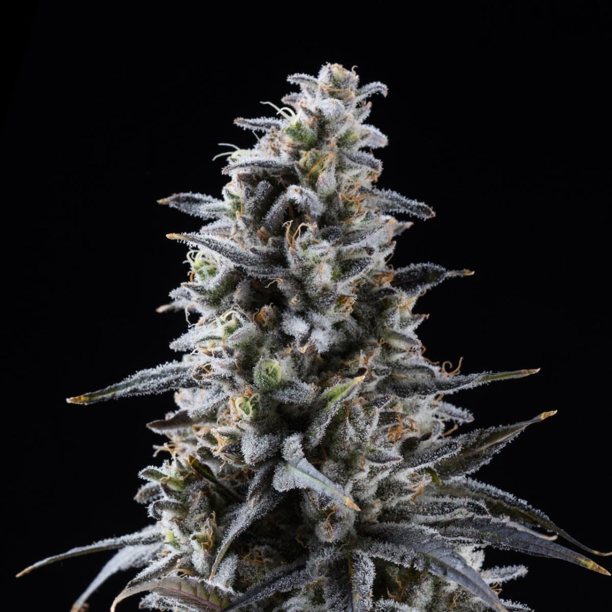 Blackberry Kush Seeds