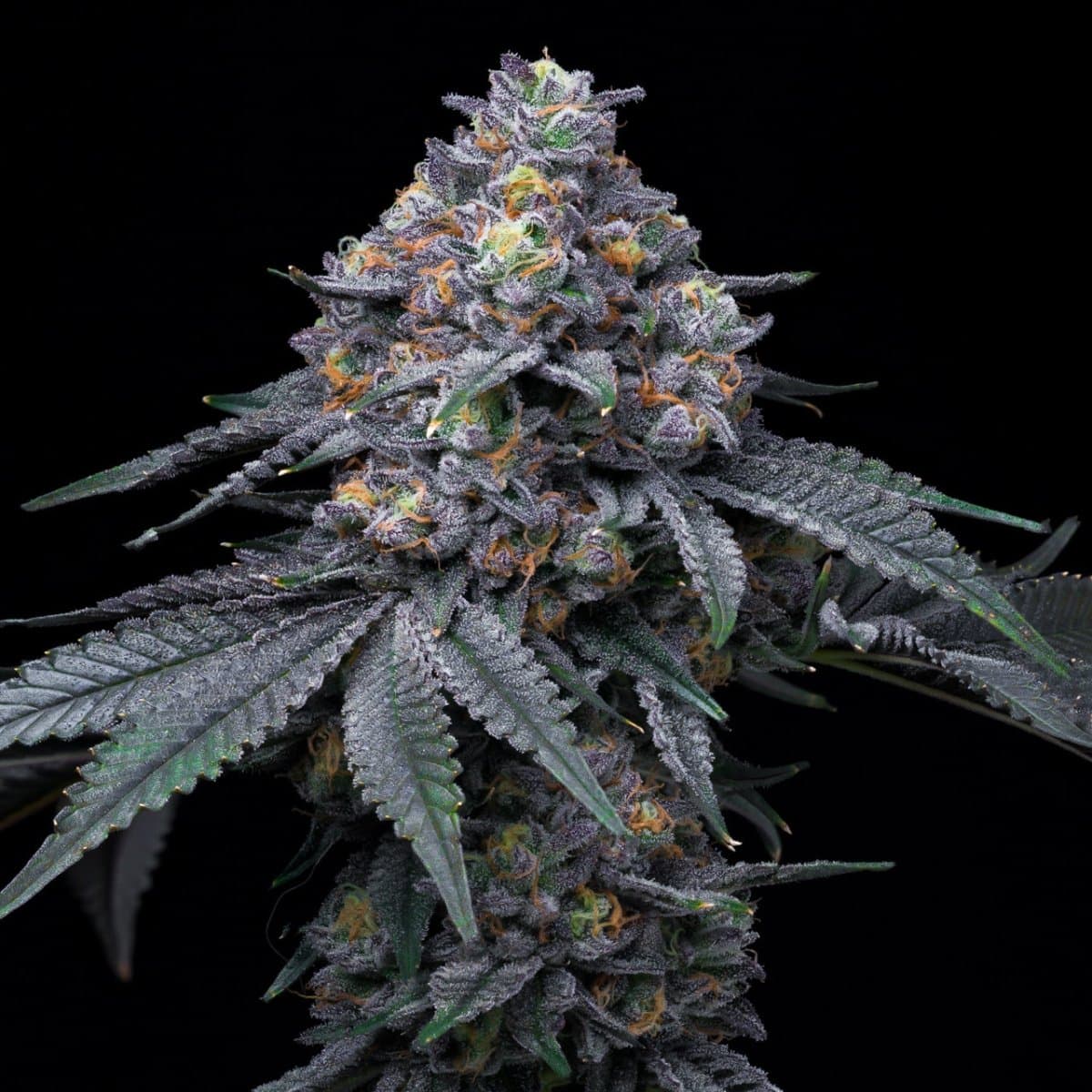 Blackberry Moonrocks Seeds