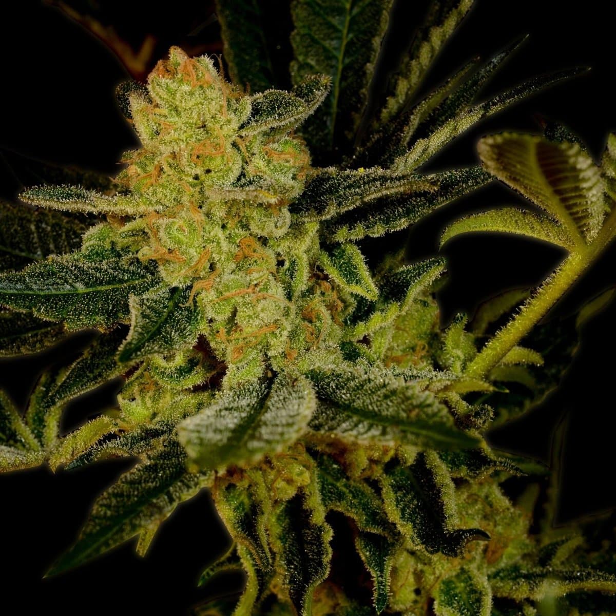 Blue Dream Seeds