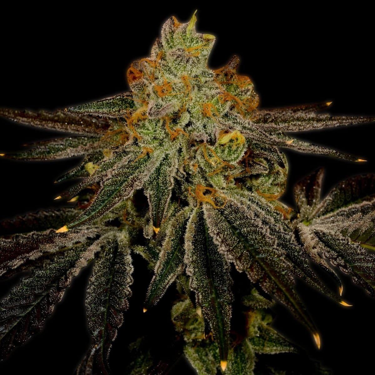 Blueberry Kush Seeds