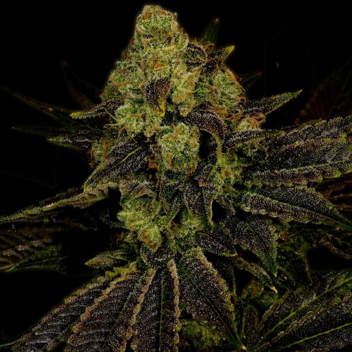 Blueberry Seeds