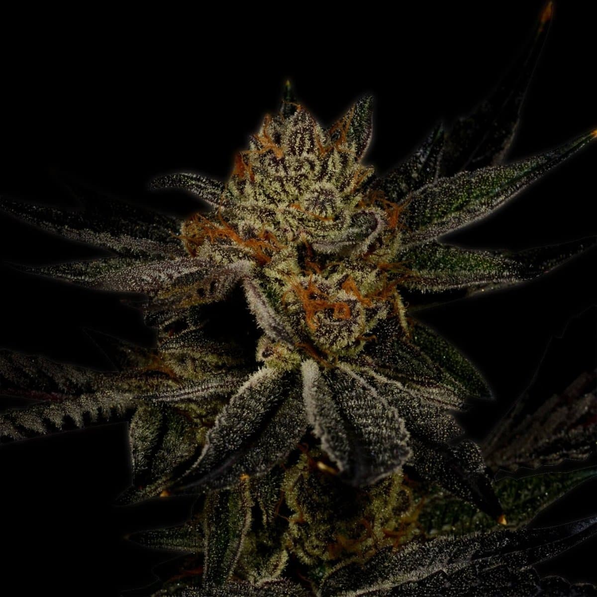 Bubba Kush Autoflower Seeds