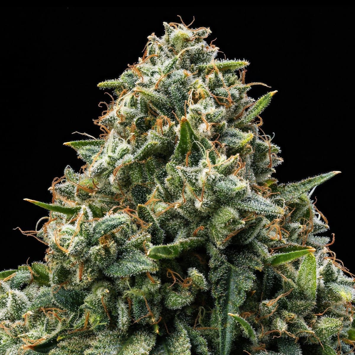 Bubba Kush Seeds