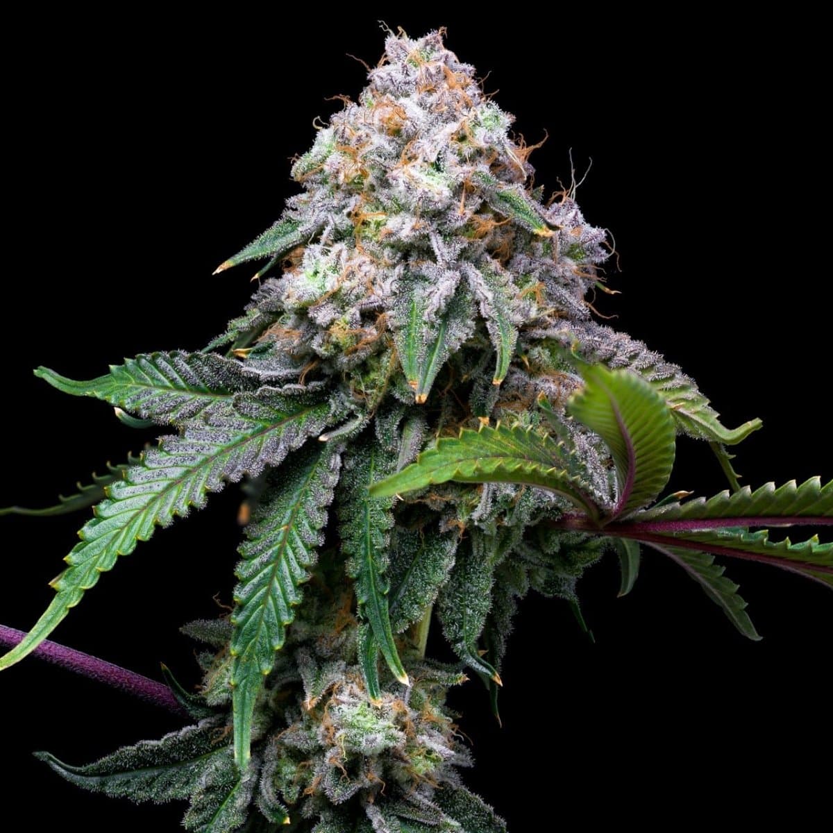 Cake Batter Seeds