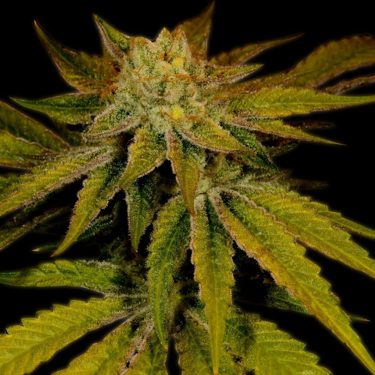 Cali Kush Seeds