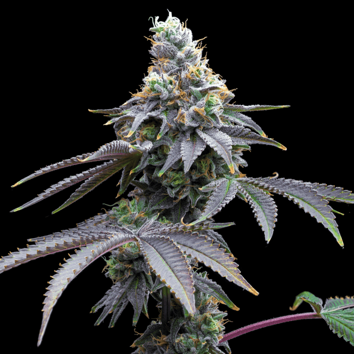 Candy Fumez Seeds