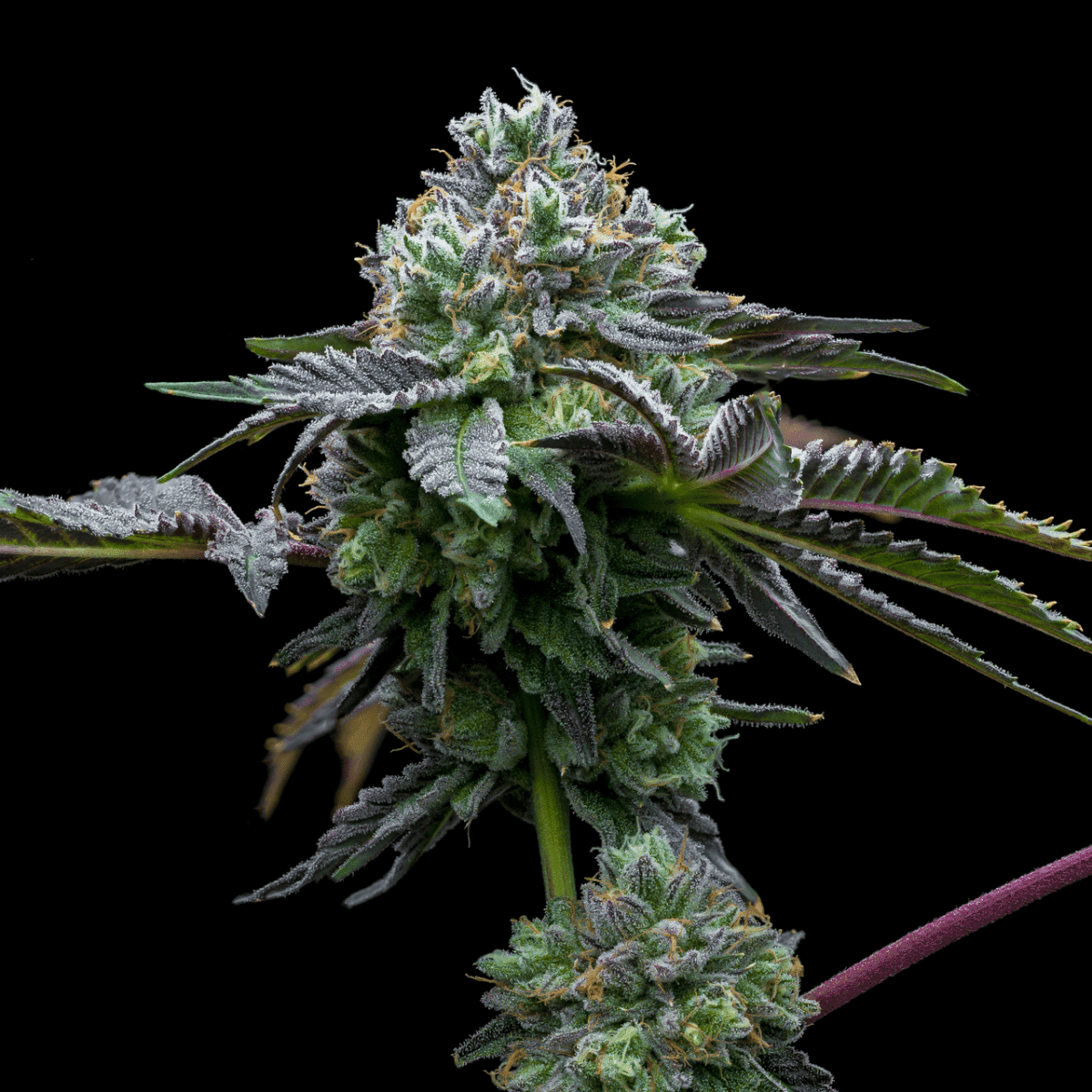 Candy Rain Seeds