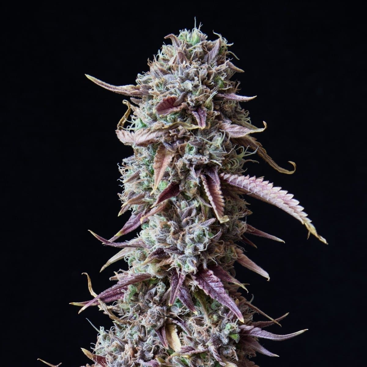 Candyland Seeds