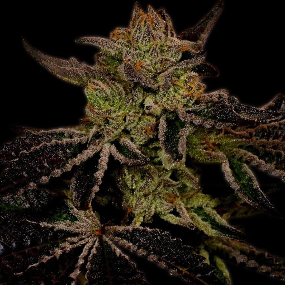 Cheese Seeds