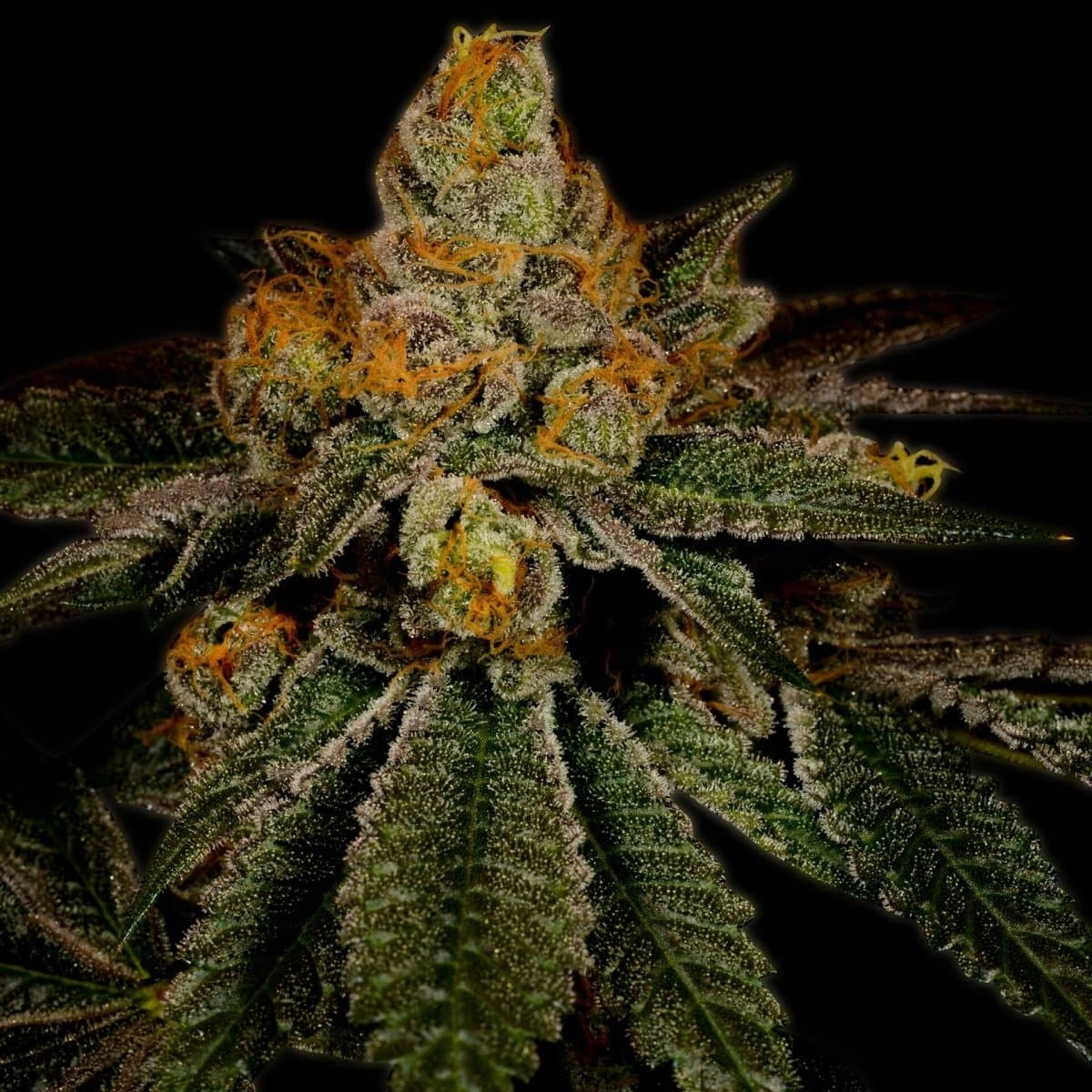 Chemdawg Seeds
