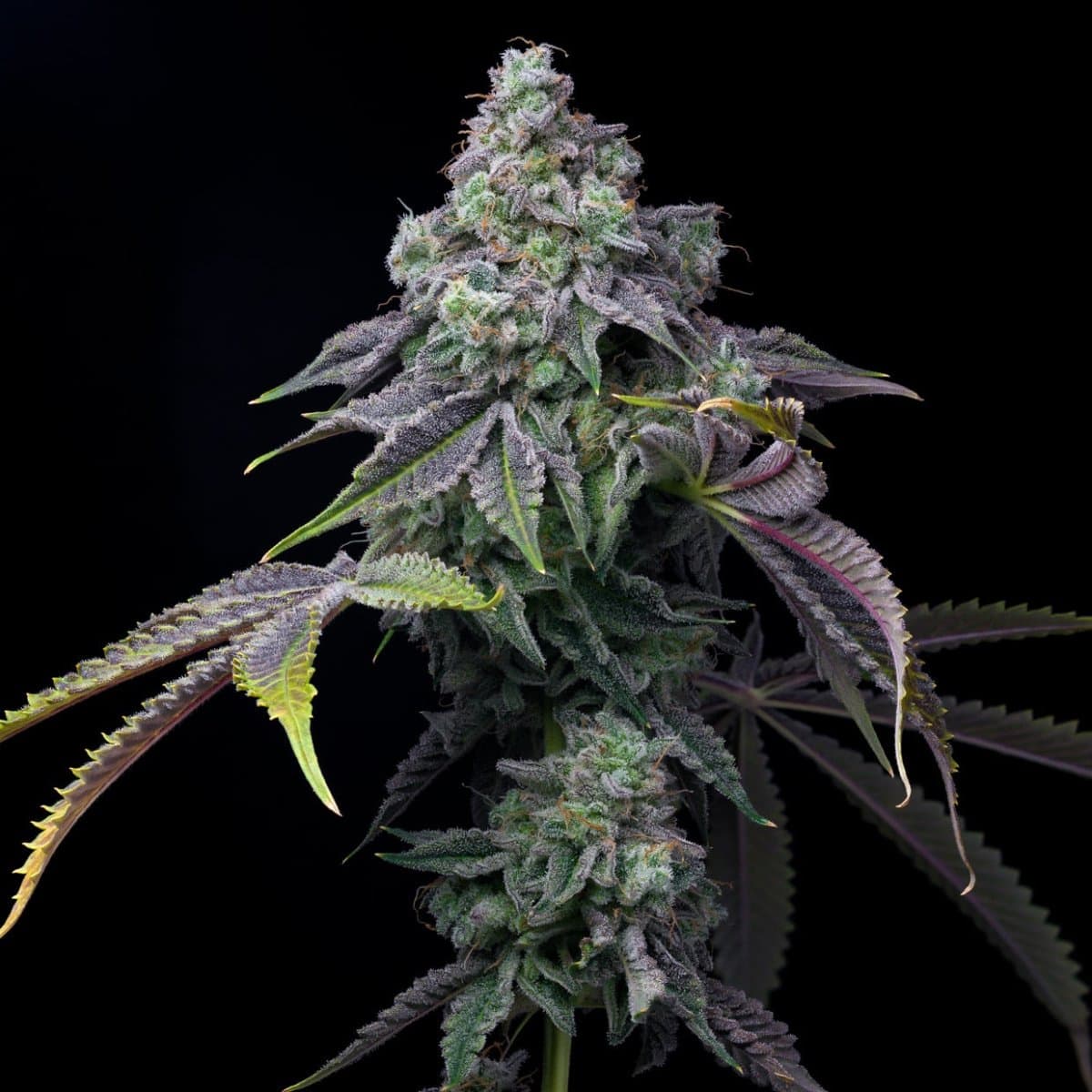 Cherry Runtz Seeds